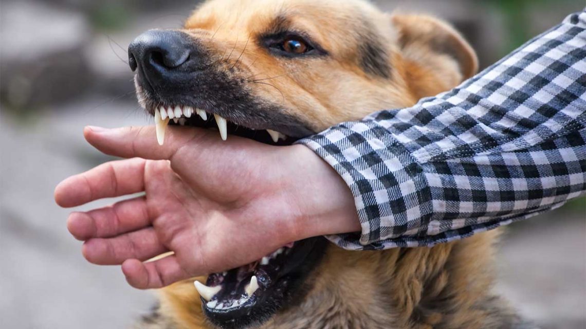 Why a Dog Bite Attorney is Essential